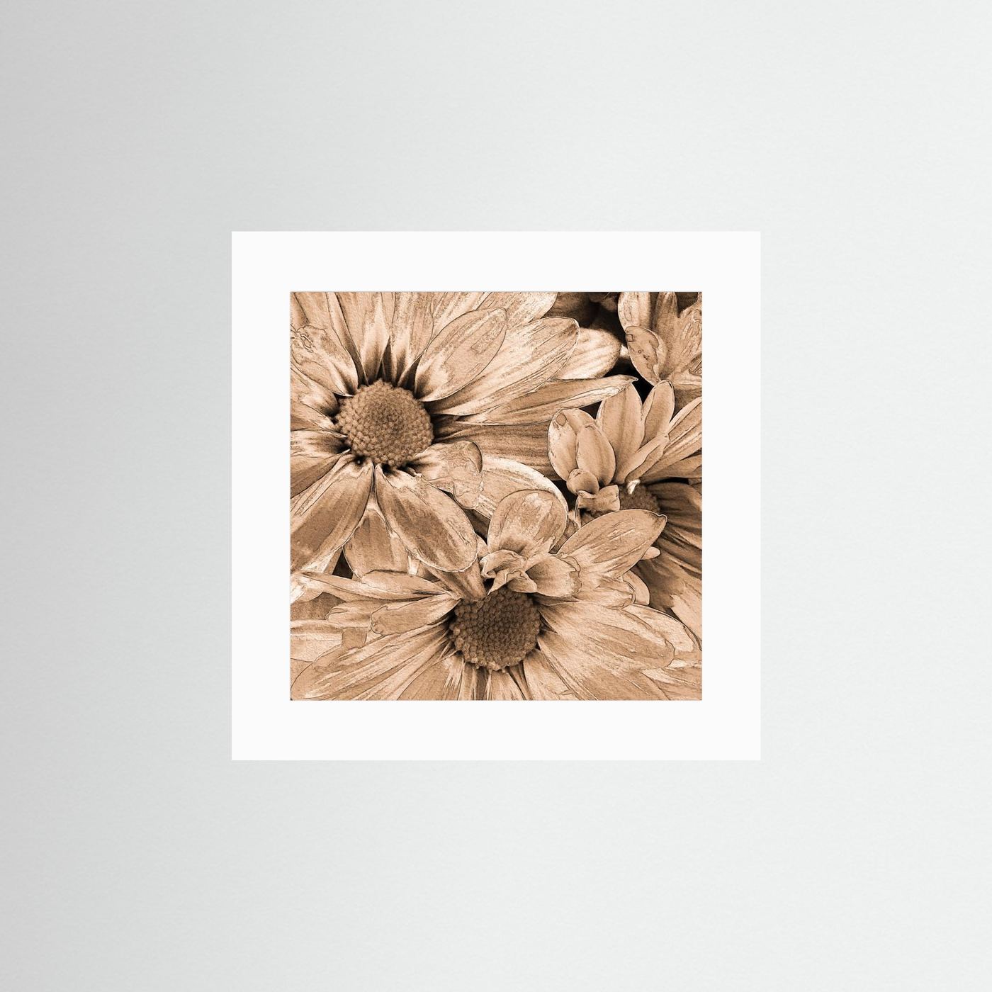 DAISIES 'Sepia' by WalkinHISlight.art - Fine Art Prints